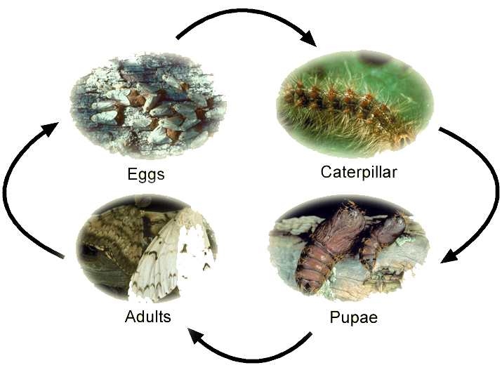 Life Cycle of Asian Gypsy Moth