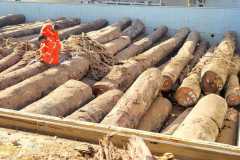Fumigation-4