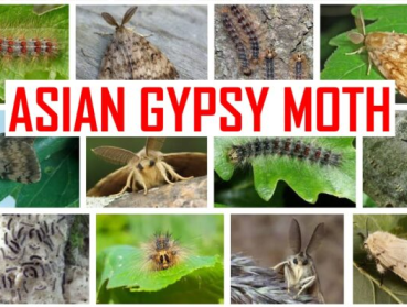 Asian Gypsy Moth